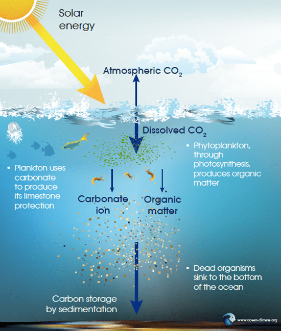 해양생태계가 공기 중 이산화탄소를 바다 밑으로 이동시키는 매커니즘
