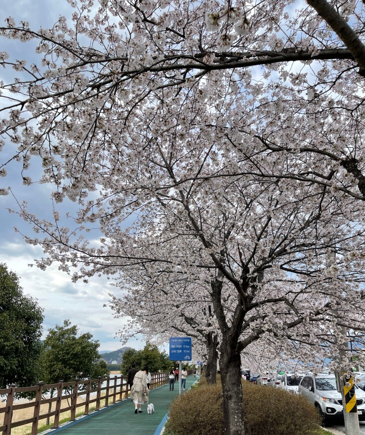 구례 300리 벚꽃 축제