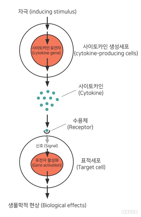  코로나(COVID-19)의 양면성 (사이토카인(cytokine)과 사이토카인 폭풍(cytokine storm))