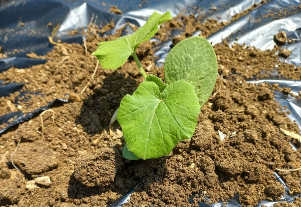 모종심은 주변을 흙을 올려 준 사진