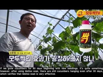 모두싹 사용방법 효능 프리미엄 골드_7