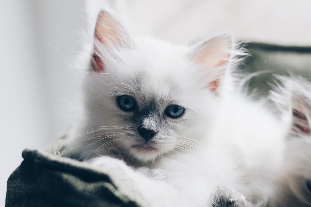 Ragdoll