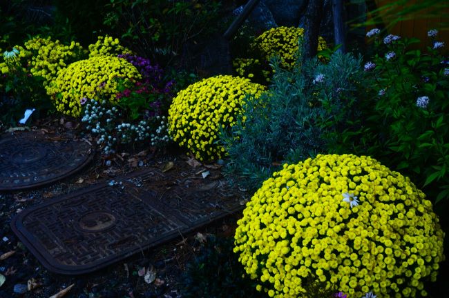 화단에 둥글 둥글게 모양을 만들어 가구어 놓은 노란 국화꽃&#44;