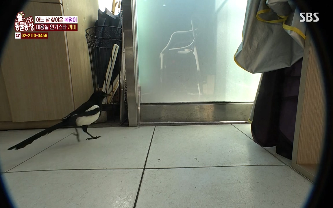 TV 동물농장.E1065.220418p-NEXT.mp4_20220417_181257.169.jpg