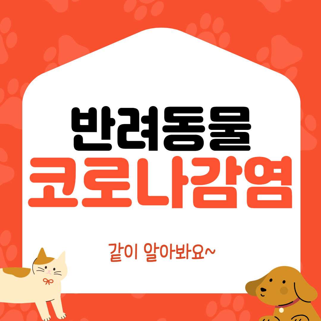  고양이 코로나 감염.반려동물 코로나 감염 알아볼까요