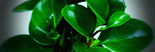 페페로미아-잎