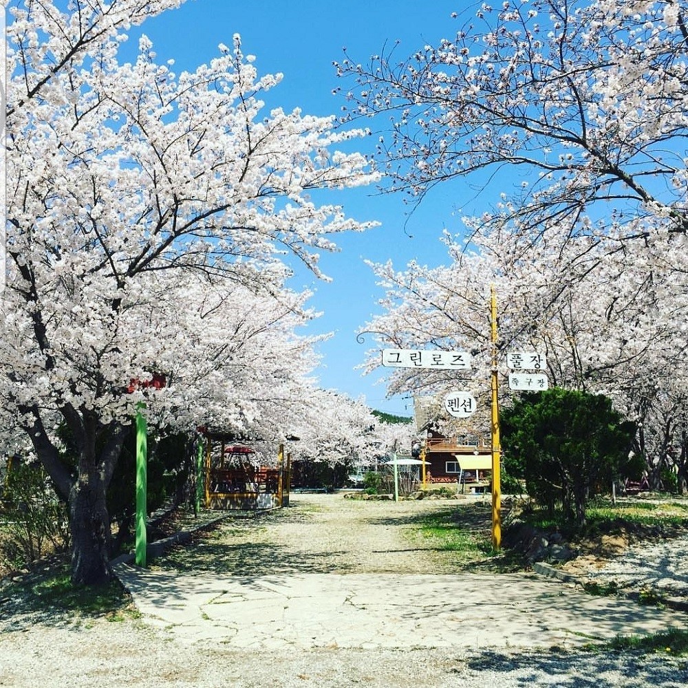 포항 그린로즈캠핑장