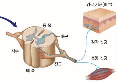 자율신경 실조증 증상