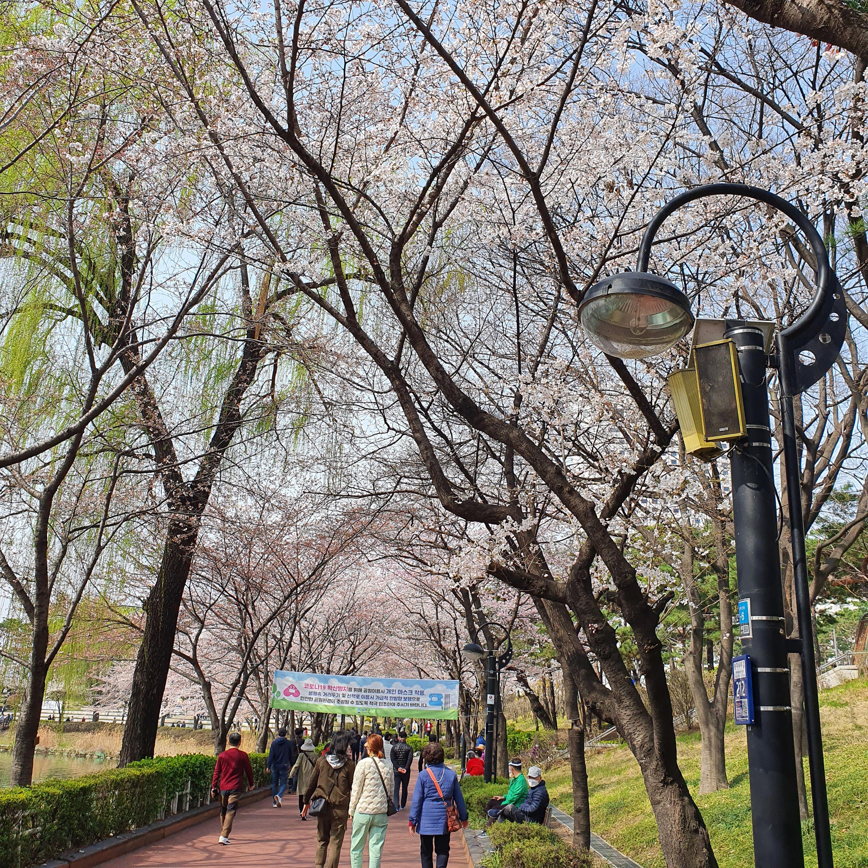 올해도 벚꽃과 추억을 남기다. (서울 벚꽃 명소 벚꽃 구경-석촌호수 벛꽃, 양재천 벚꽃) - undefined - 석촌호수 올해도 벚꽃과 추억을 남기다. (서울 벚꽃 명소 벚꽃 구경-석촌호수 벛꽃, 양재천 벚꽃) - undefined - 석촌호수