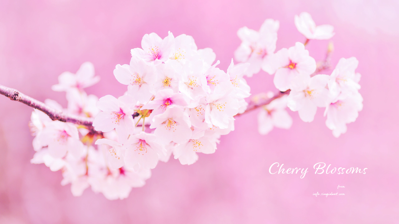 02 연분홍 벚꽃가지 C - Cherry Blossoms 봄배경화면