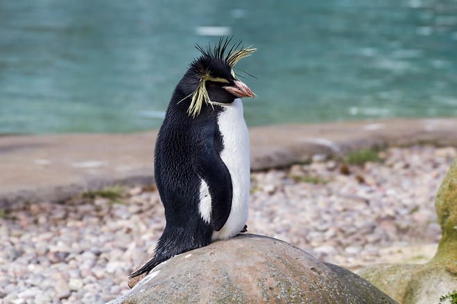 북부바위뛰기펭귄 (Northern Rockhopper Penguin)