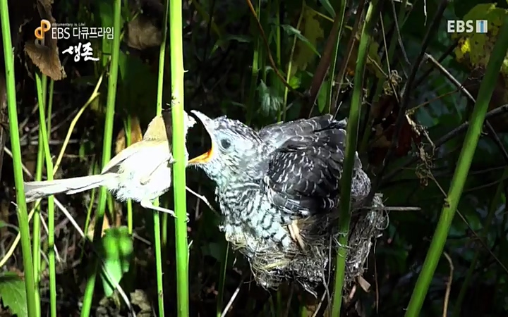 EBS 다큐프라임_ 220628.avi_20220629_205235.850.jpg