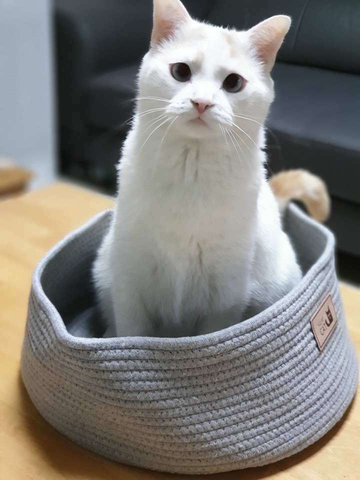  고양이 각막 상처, 각막궤양 증상 및 치료