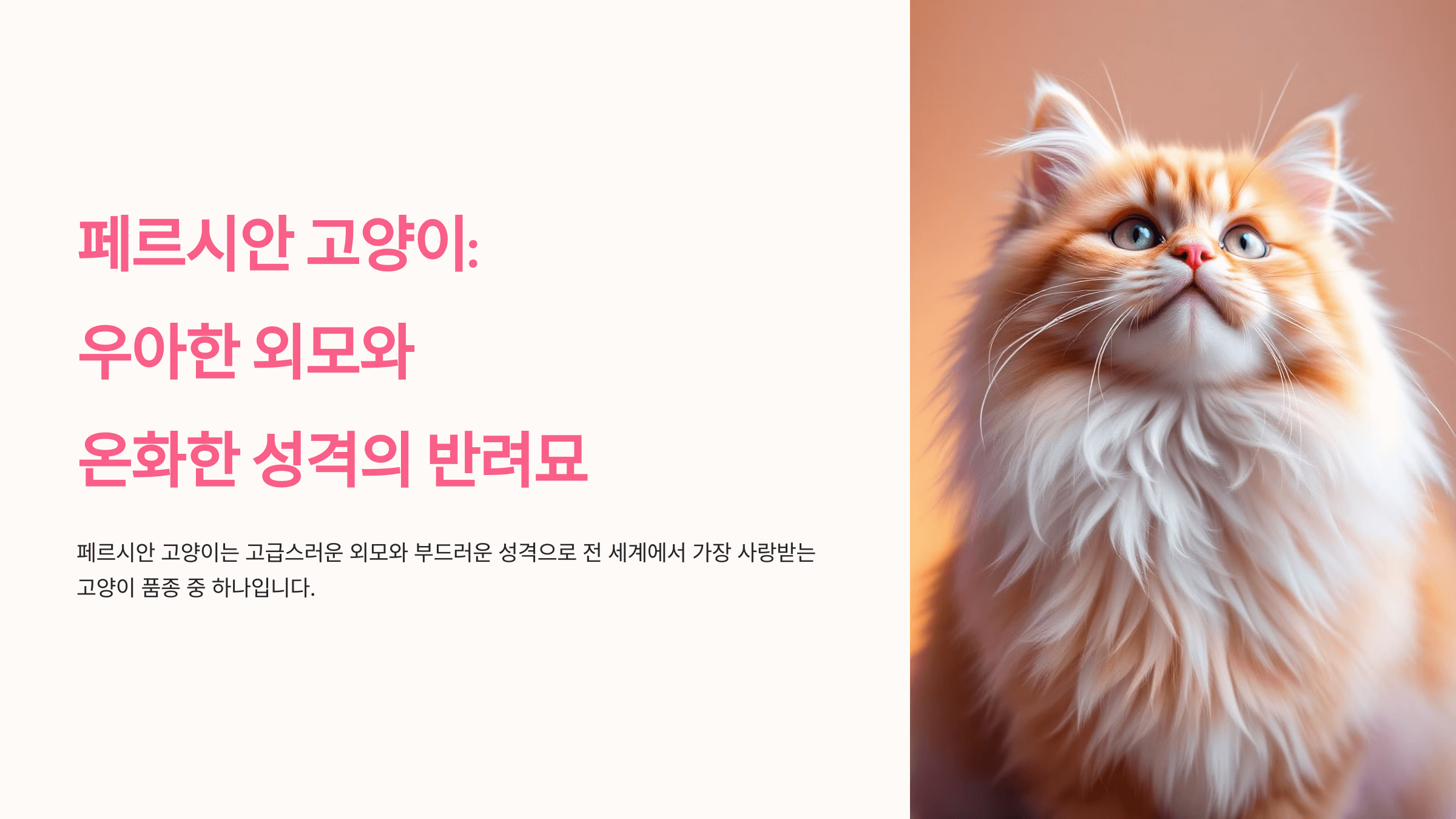 페르시안 고양이 사진입니다.