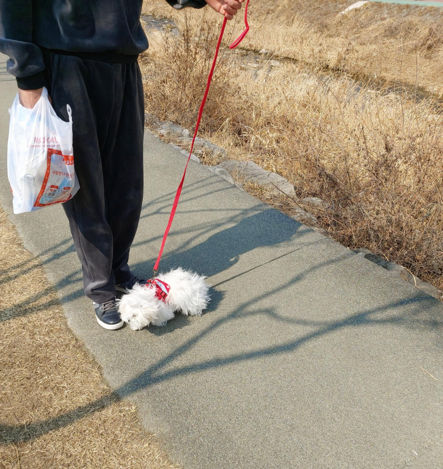 쫄보 말티즈