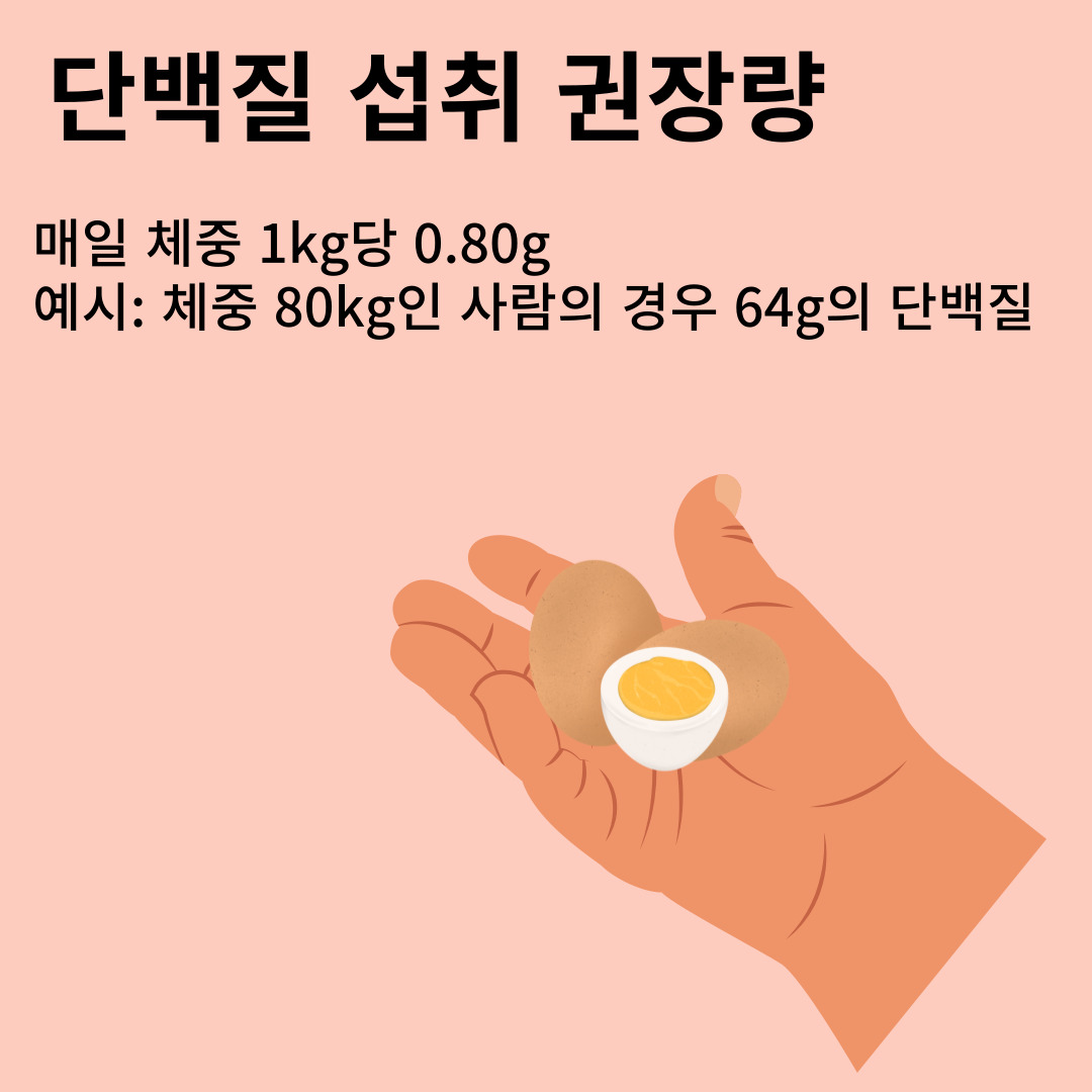 단백질 섭취 권장량
