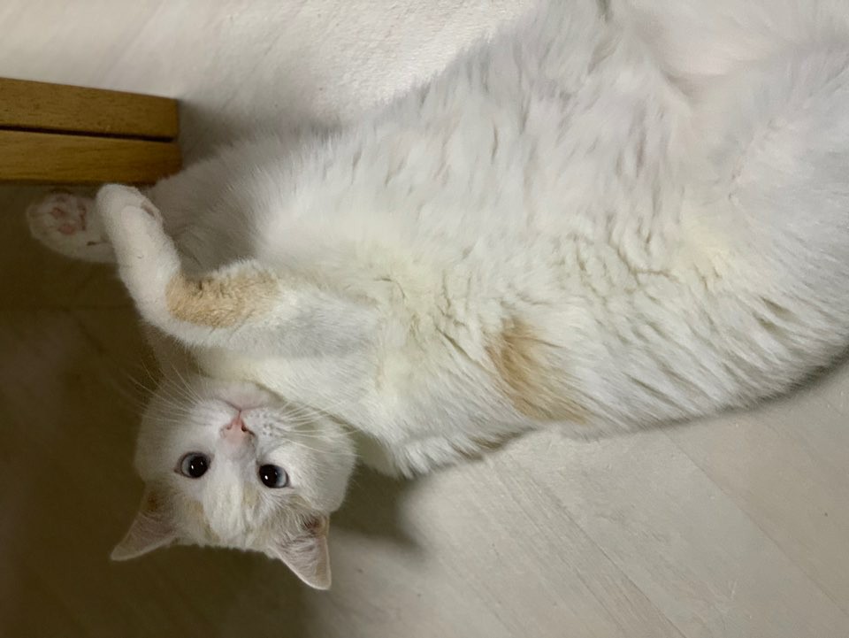  고양이 털빠짐 가장 좋은 대책은 무엇일까?