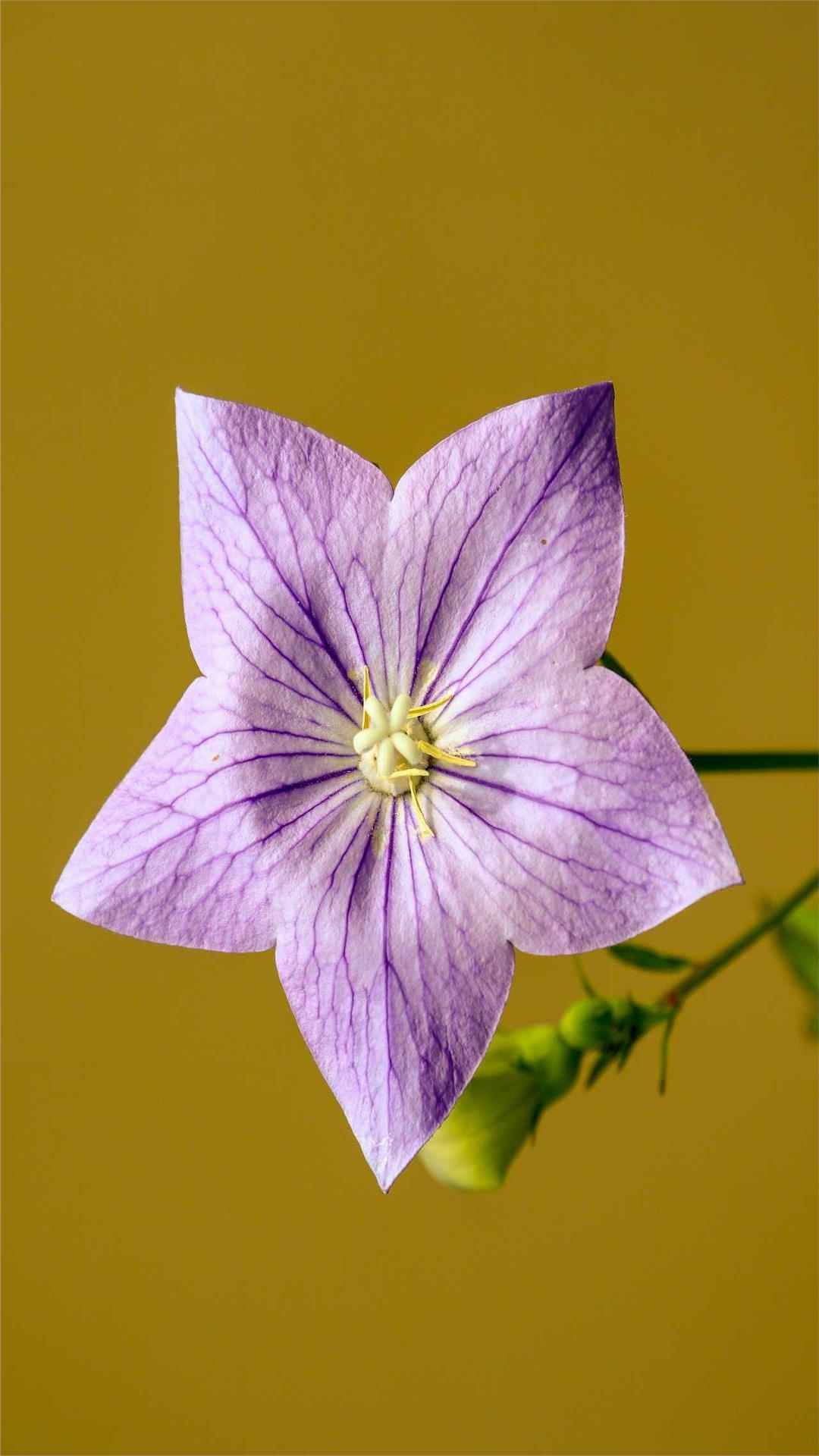 Bellflower Flower iPhone Wallpaper