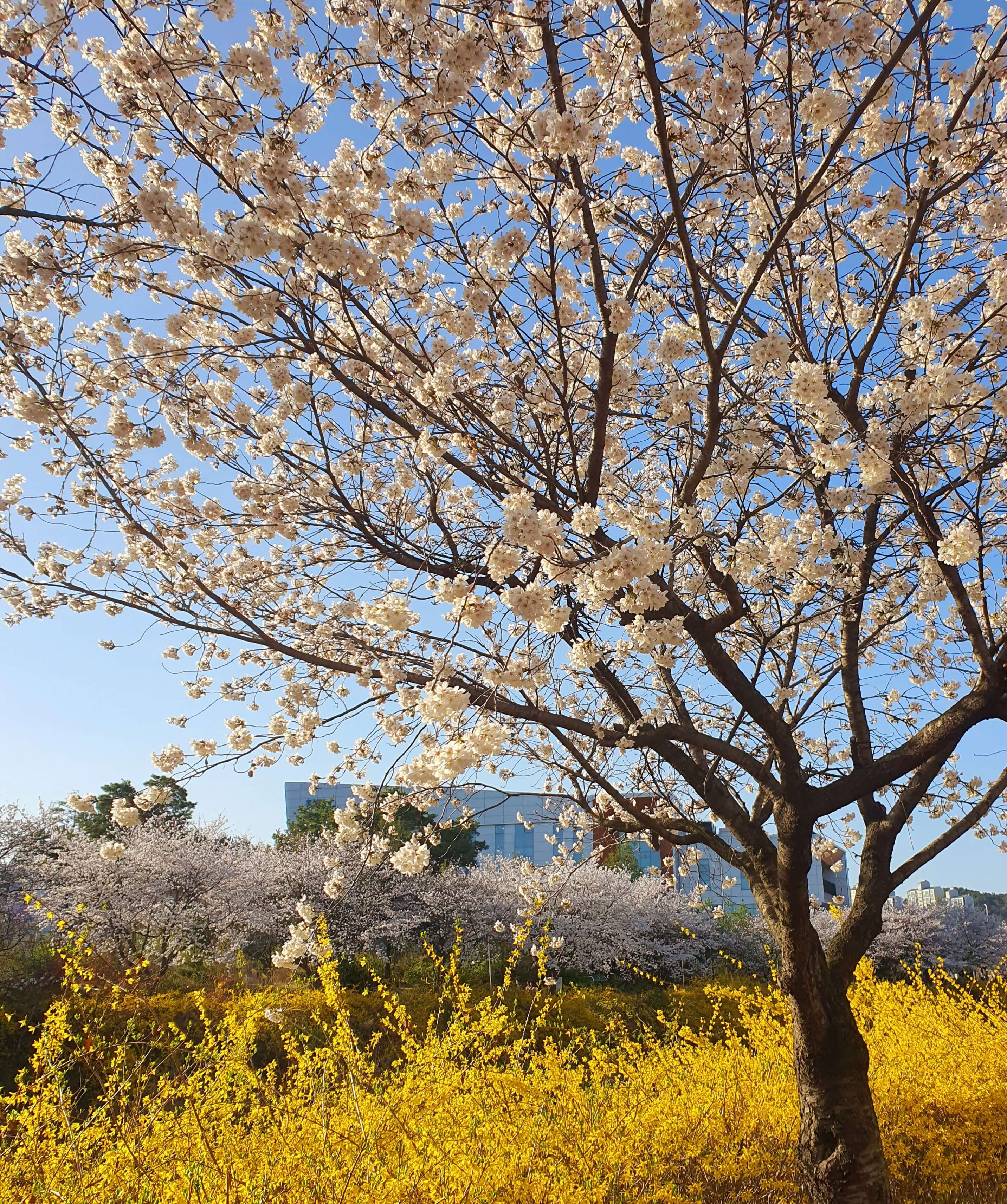 리엔차이