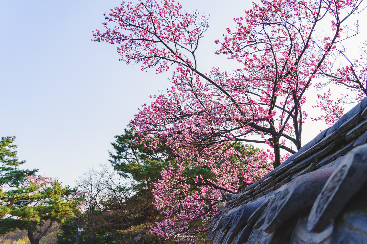 창덕궁 홍매화