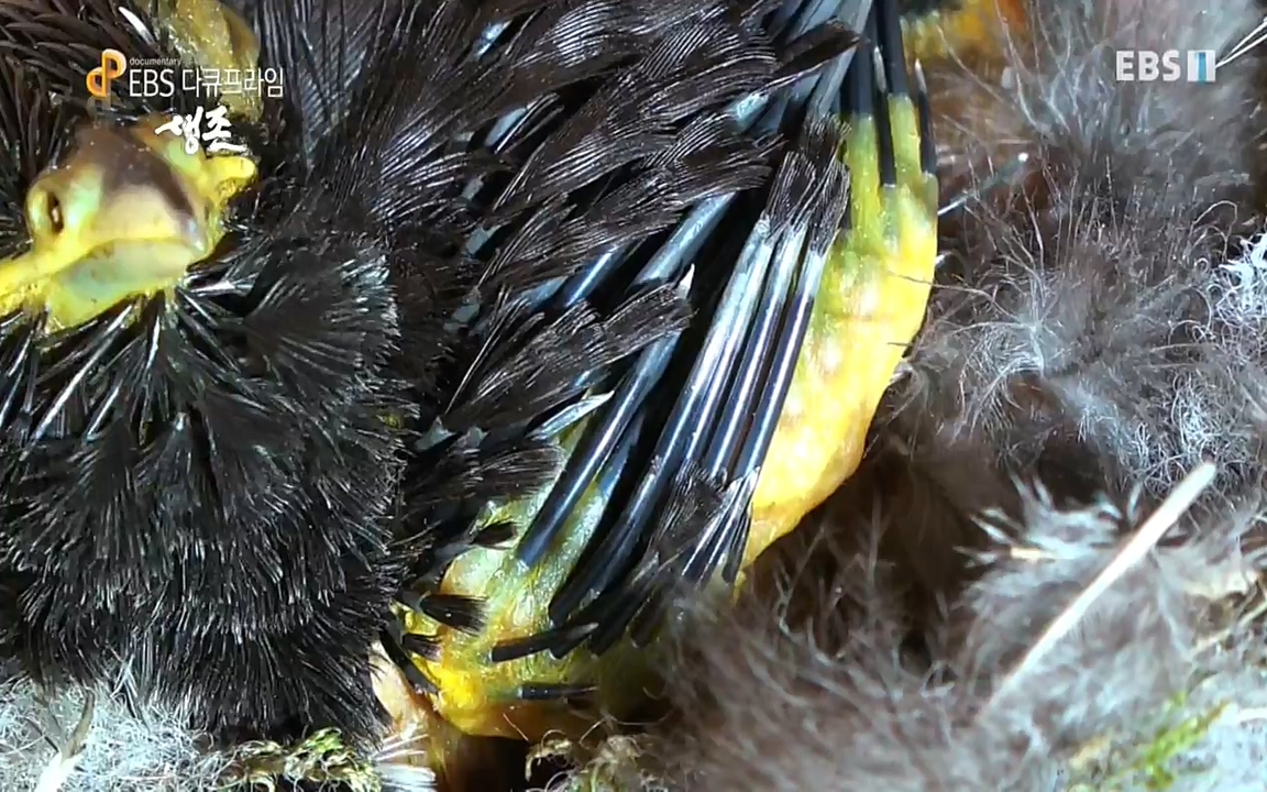 생존 3부_ EBS 다큐프라임_ 220629.avi_20220701_205016.817.jpg