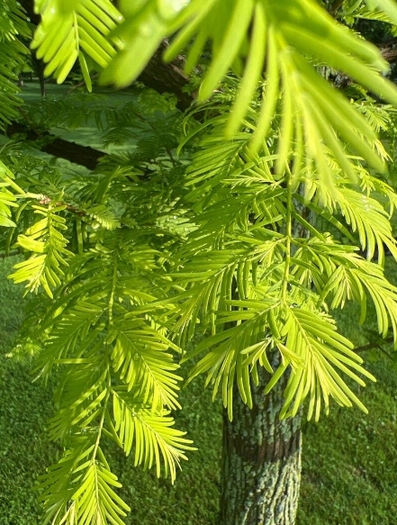 메타세쿼이아 (Metasequoia)