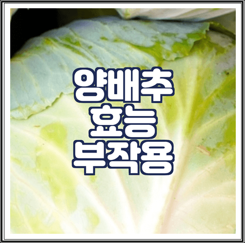  양배추 효능 8가지, 부작용 알아보기