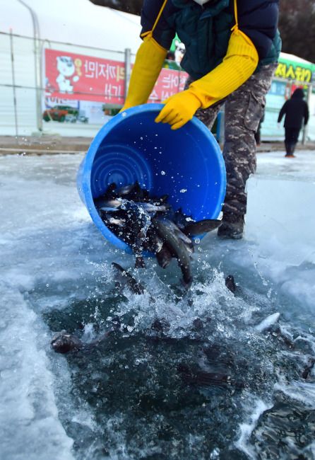 화천 산천어축제 입장료(무료입장) 예약 주차장 준비물