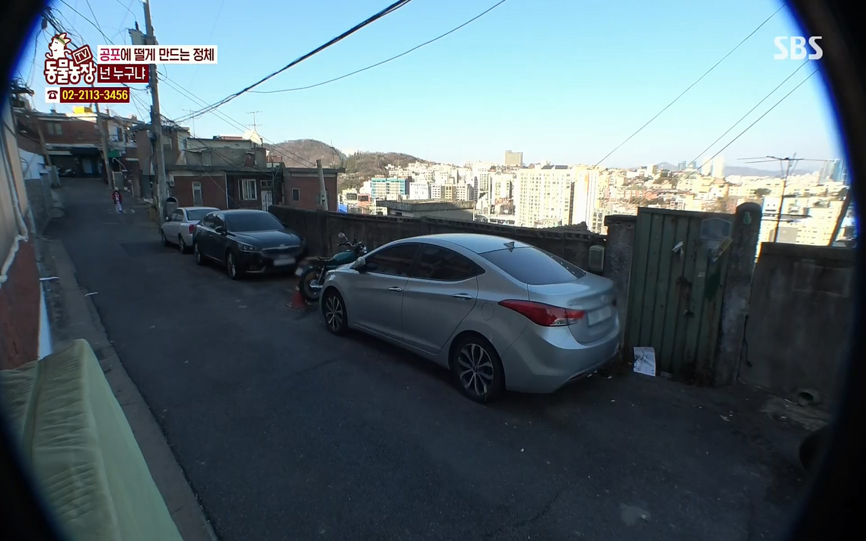 TV 동물농장.E1062.220327p.H264-F1RST.mp4_20220327_174427.187.jpg