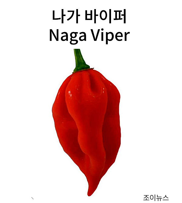 나가 바이퍼(Naga Viper)