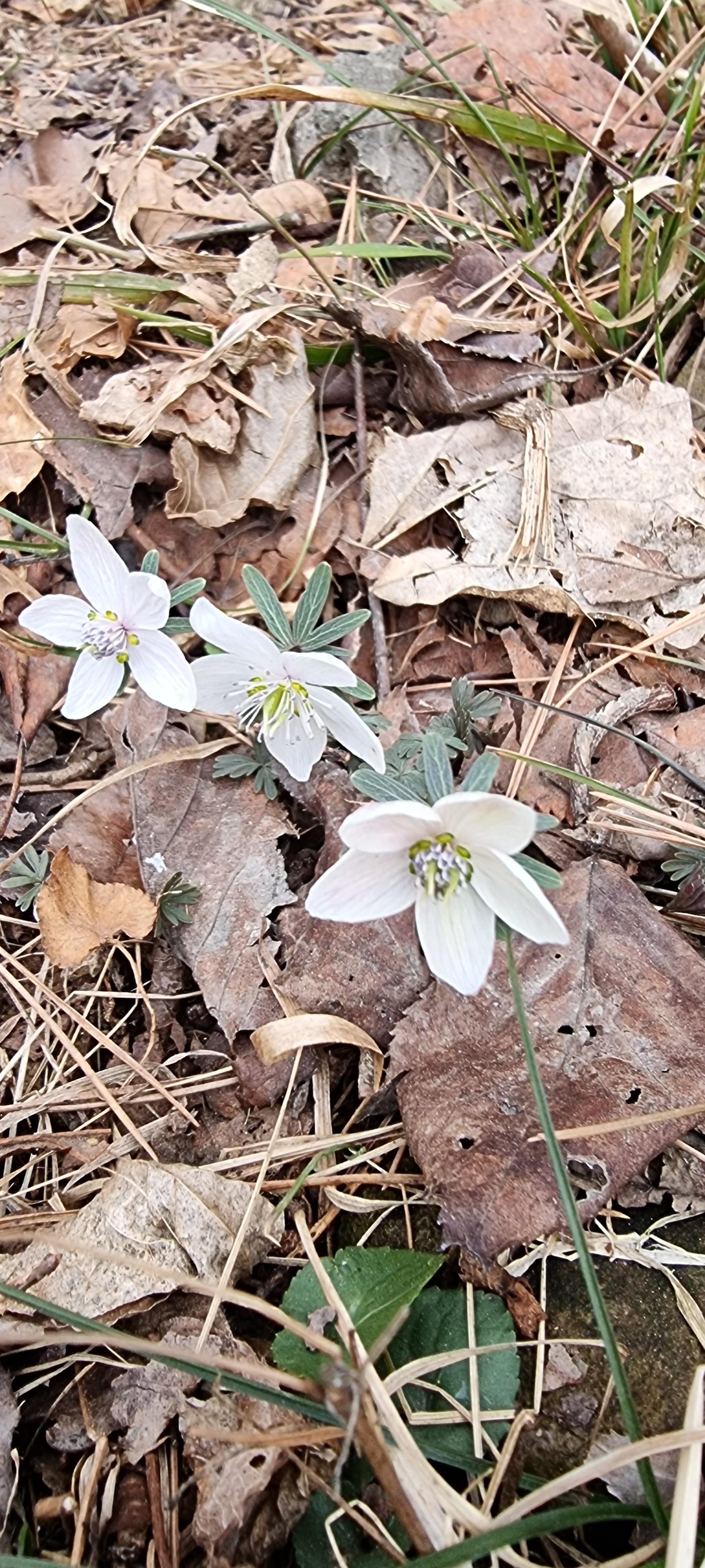 변산바람꽃 37