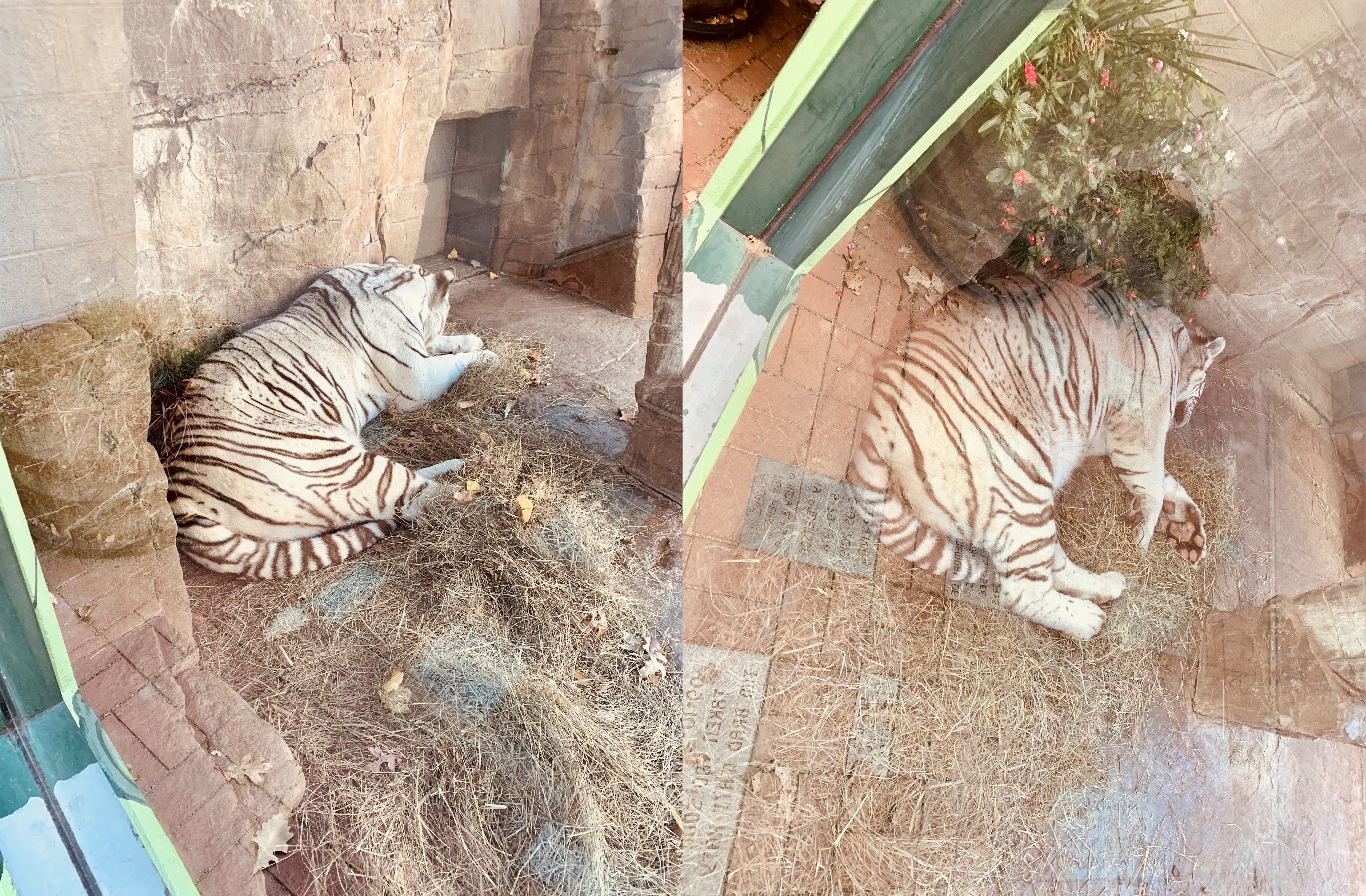 왼쪽-흰색-줄무늬-호랑이가-자고있는-모습-오른쪽-흰색-줄무늬-호랑이가-자고있는-모습이-보이는-모습