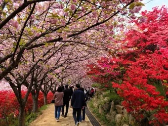 전주 완산칠봉 꽃동산 등산로 벙커 코스_18