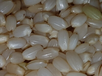 발아-현미-쌀-사진