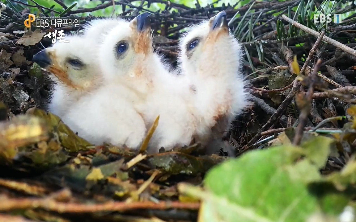 생존 3부_ EBS 다큐프라임_ 220629.avi_20220701_210009.696.jpg