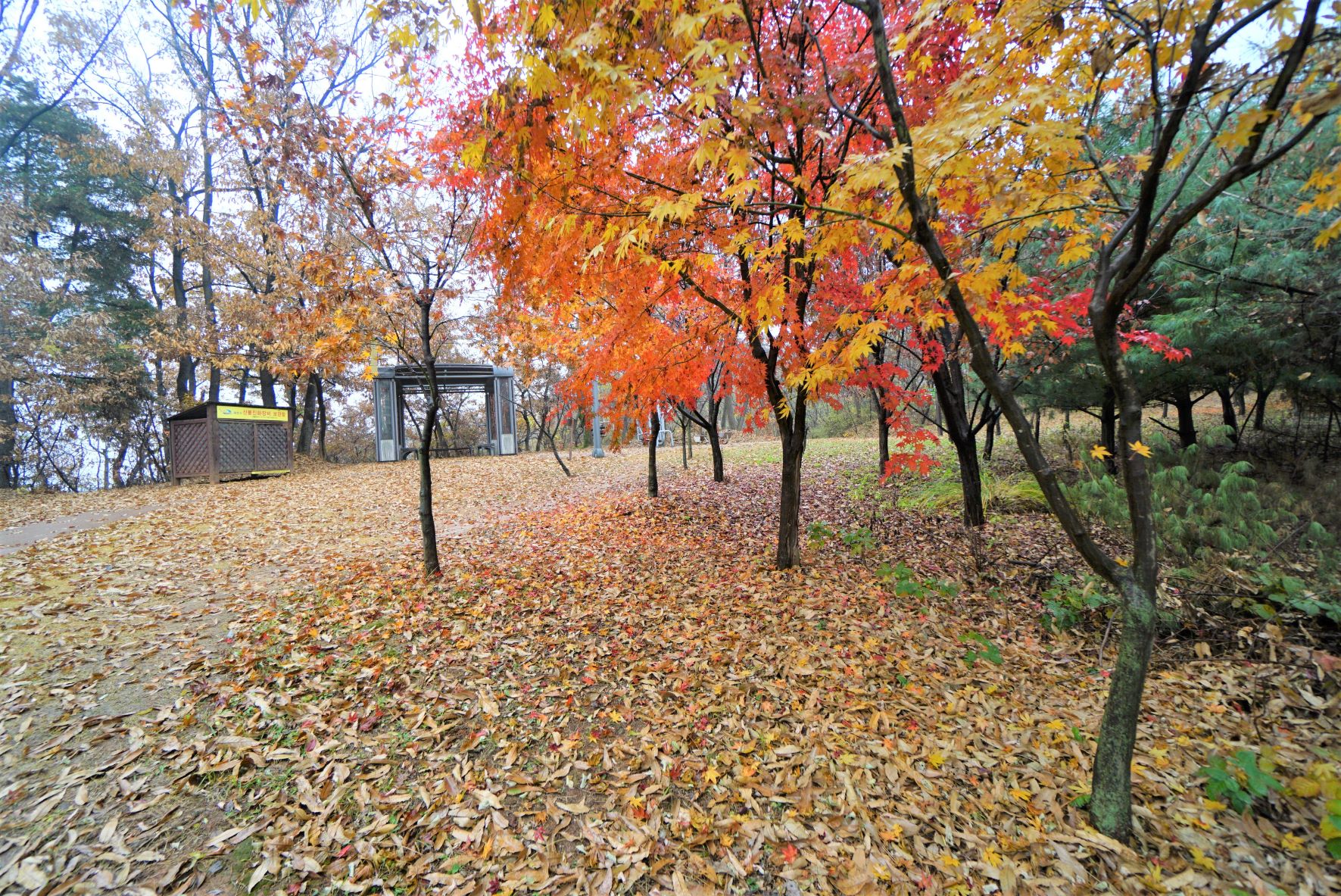 낙엽 쌓인 커브 길&#44; 밝은 색 단풍 나무&#44;