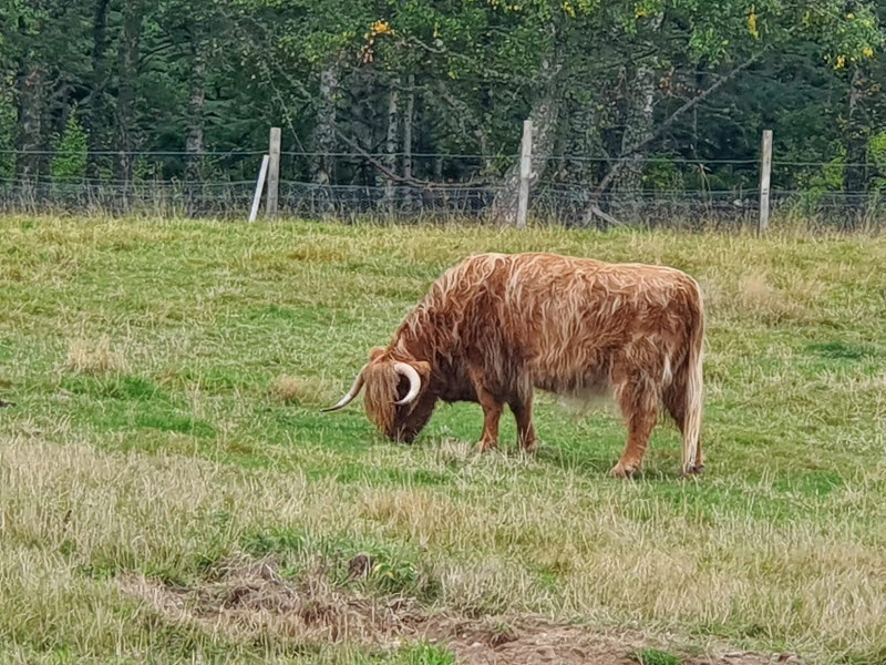 Highland-Cow