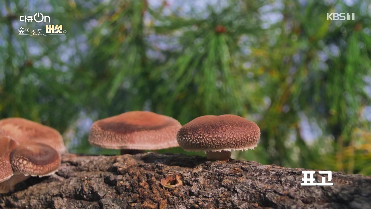 다큐 온.E227.231120p-NEXT.mp4_20231121_201835.117.jpg