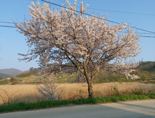 만개한 벚꽃