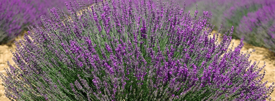 아름답게 펼쳐져 있는 라벤더 꽃밭