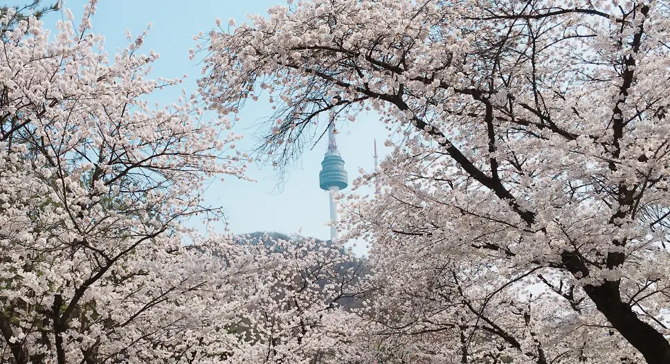 서울시-남산-벚꽃