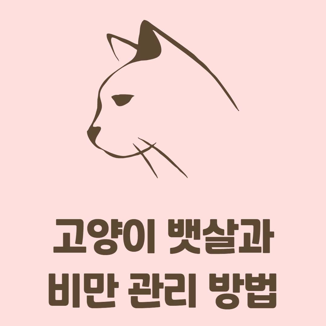 고양이 뱃살과 원시주머니 구별 방법과 비만 고양이 관리 방법