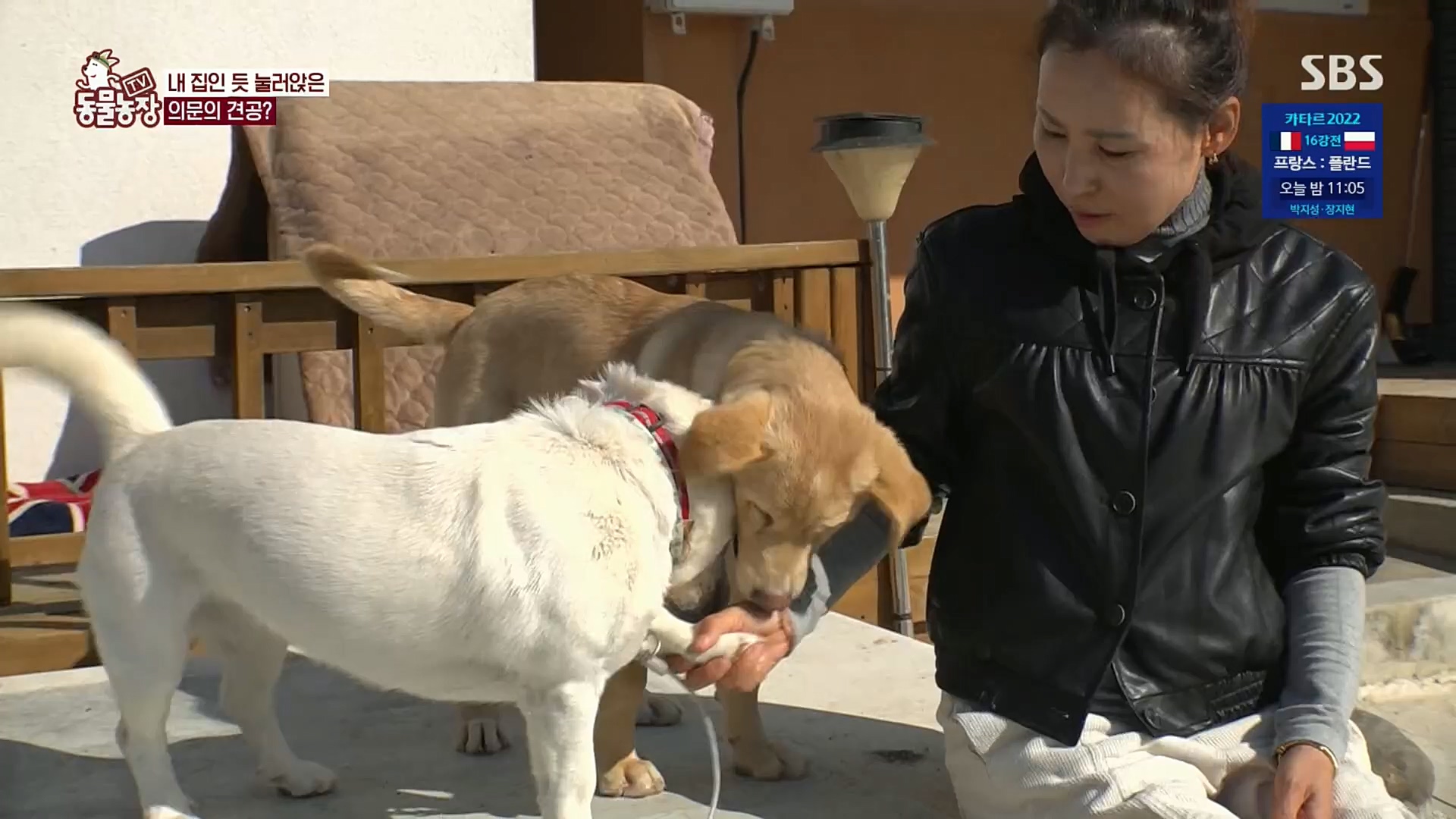 TV 동물농장.E1098.221204p.H264-F1RST.mp4_20221204_175358.697.jpg