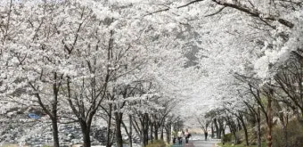거창 수양벚꽃길 병곡마을 명소 맛집_3