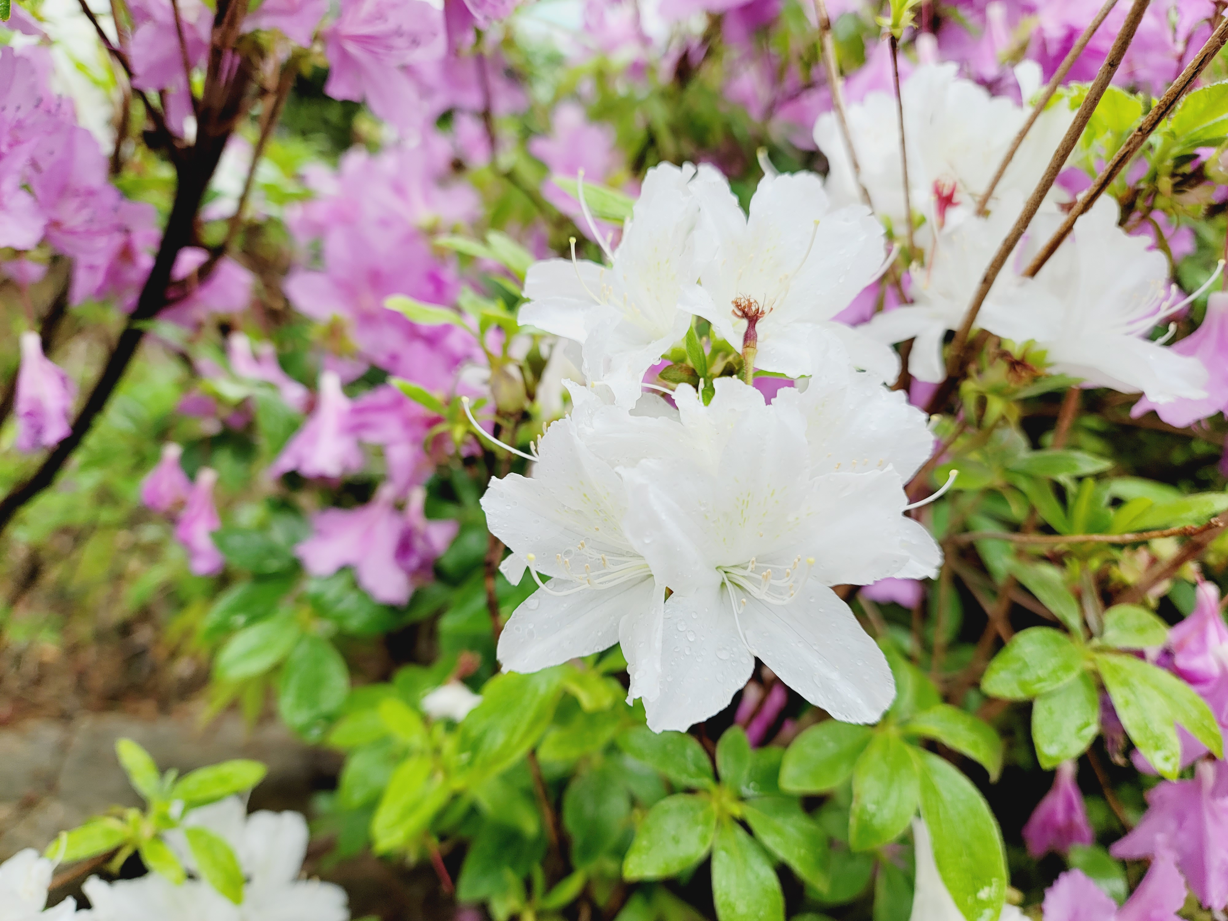 산철쭉 화단접대 52