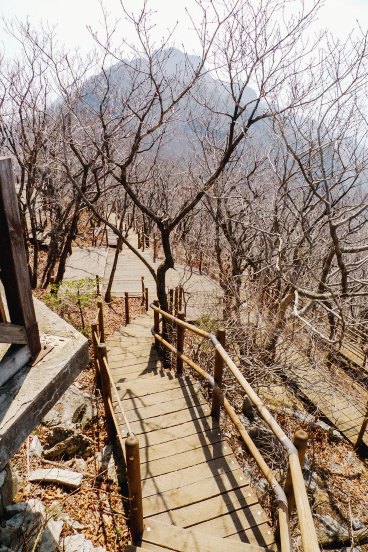 마늘로드 한국산 충남 대전 공주 명산 계룡산 등산 mountain hiking 관음봉