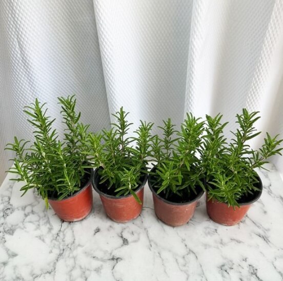 로즈마리