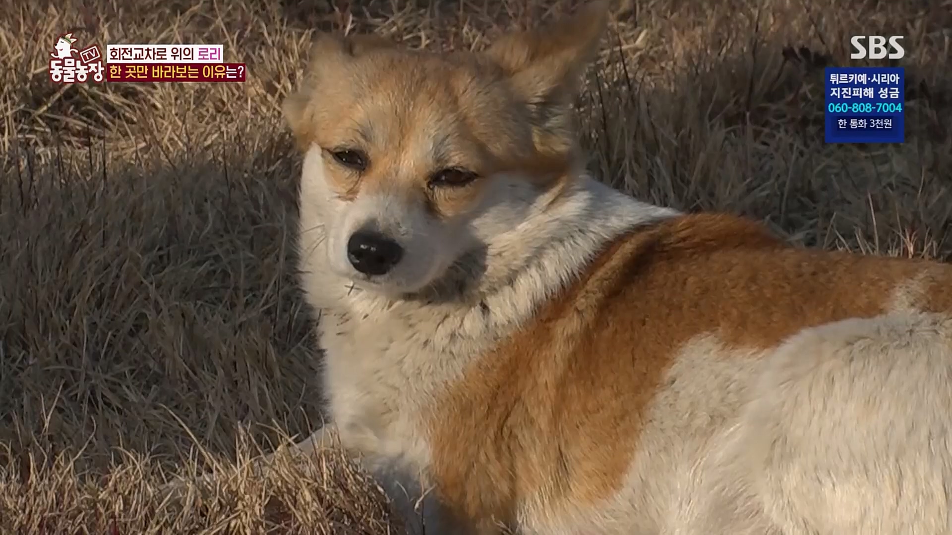 TV 동물농장.E1109.230219p.H264-F1RST.mp4_20230219_142848.084.jpg