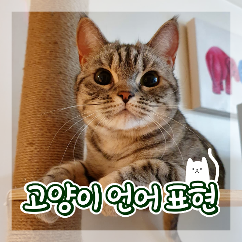  고양이가 집사에게 애정을 느낄 때 하는 행동, 고양이 언어 사랑 표현