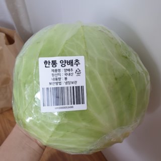 통 양배추